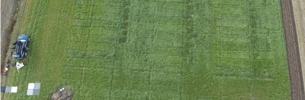 cybergrass Banner 609x200